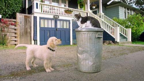 Pup Academy Season 1 Episode 8 - Kitten Academy