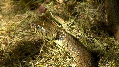 Springwatch Season 10 Episode 6 - Episode 6