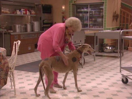 The Golden Palace Season 1 Episode 19 - A New Leash on Life