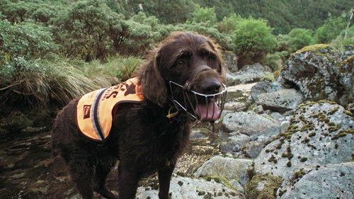 Dog Squad Season 13 Episode 2 - Episode 2