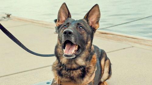 Contraband: Seized at Sea Season 1 Episode 10 - Better Safe Than Sorry