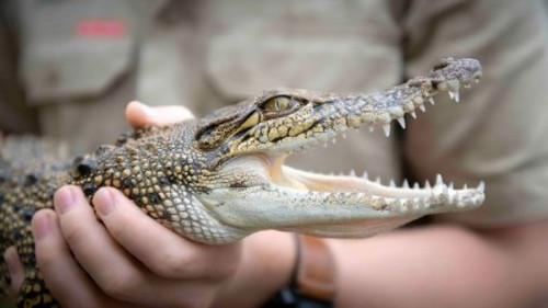 Crikey! It's the Irwins Season 3 Episode 10 - Backyard Croc Rescue
