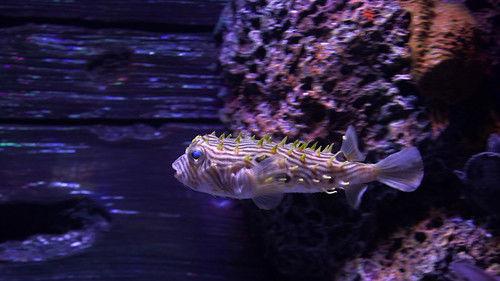 Tanked Season 12 Episode 7 - Gangster Tank