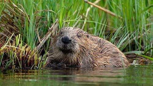 How Do Animals Do That? Season 1 Episode 13 - Whale Songs and Cool Canines