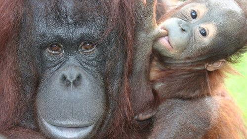 Monkey Life Season 4 Episode 14 - Episode 14