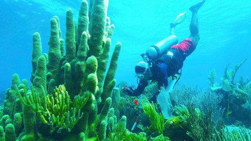 Nature Season 41 Episode 12 - Treasure of the Caribbean