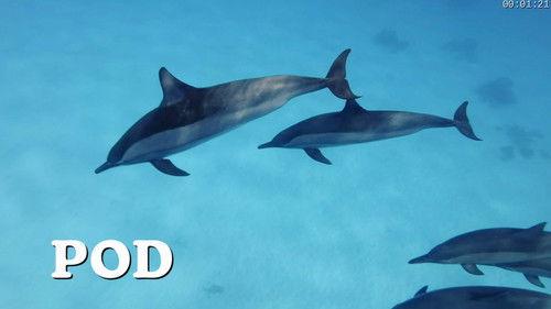 Absurd Planet Season 1 Episode 2 - Raging Waters