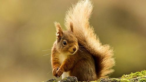 Springwatch Season 16 Episode 11 - Episode 11