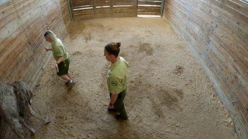 Magic of Disney's Animal Kingdom Season 2 Episode 9 - Giant Leap for Rhinokind