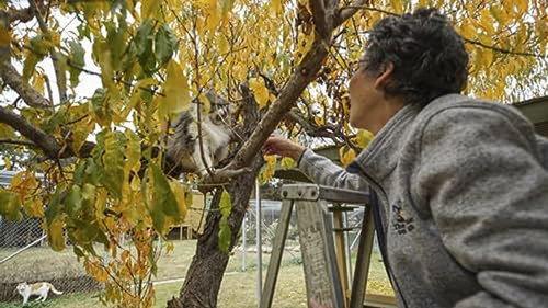 How Do Animals Do That? Season 1 Episode 16 - Cats, Kiwis and Herring