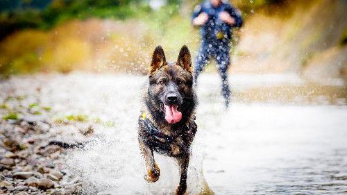 Dog Squad Season 14 Episode 6 - Episode 6