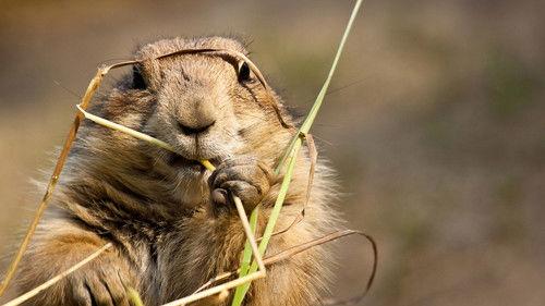 Mexico: Earth's Festival of Life Season 1 Episode 3 - Burning North