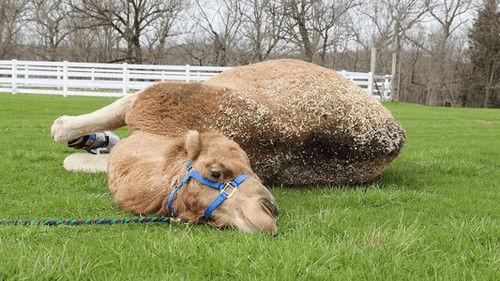 Background image for A Moe-ment Like This