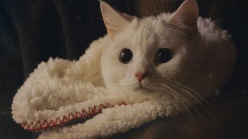 Meow, the Secret Boy Season 1 Episode 1 - Episode 1