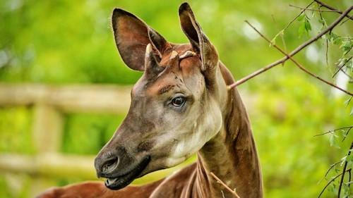 The Secret Life of the Zoo Season 3 Episode 6 - Episode 6