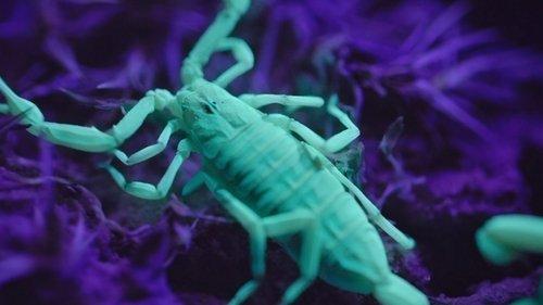 Alien Worlds Season 1 Episode 2 - Janus