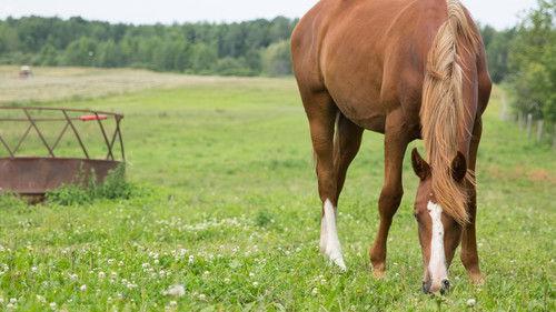 Hôpital vétérinaire Season 5 Episode 6 - Episode 6