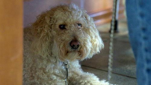 Hôpital vétérinaire Season 5 Episode 13 - Episode 13