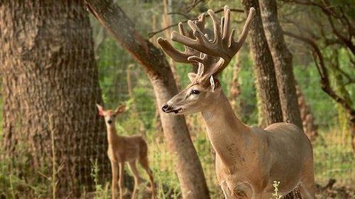 Lone Star Law Season 1 Episode 12 - Order on the Border