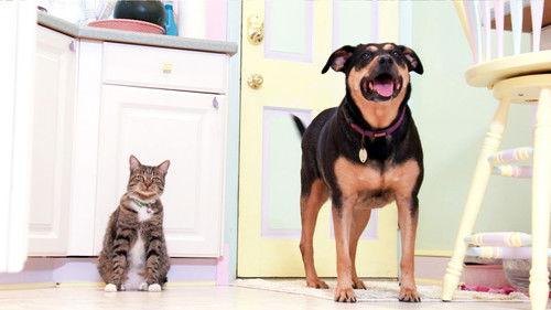 Too Cute Season 6 Episode 2 - Rescue Kittens & Water Babies: Pint-Sized