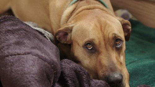 The Dog House NZ Season 1 Episode 8 - Episode 8