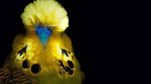 Shining Nature Season 1 Episode 1 - Shine to unite