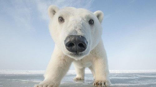 Nature Season 35 Episode 6 - Snowbound: Animals of Winter