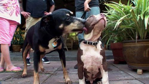 Pit Bulls and Parolees Season 5 Episode 3 - Pitch Black