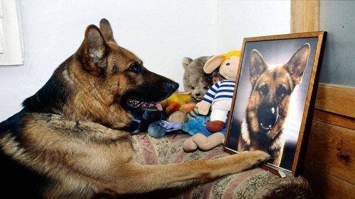 Background image for A Lethal Plan