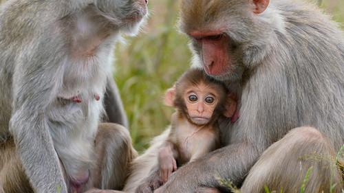 Animal Park Season 25 Episode 10 - Episode 10