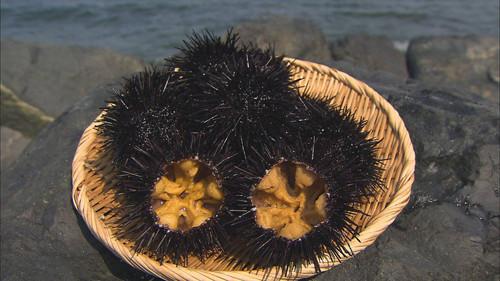 Background image for Sea Urchin
