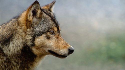 The Americas Season 1 Episode 9 - The West Coast