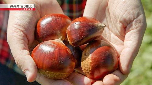 Trails to Oishii Tokyo Season 4 Episode 20 - JAPANESE CHESTNUT