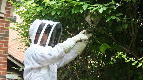 Louis and the Urban Jungle Season 4 Episode 8 - Episode 8