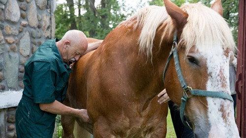 The Incredible Dr. Pol Season 7 Episode 6 - Dr. Fix-It-All