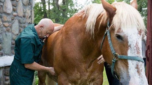 The Incredible Dr. Pol Season 7 Episode 6 - Dr. Fix-It-All