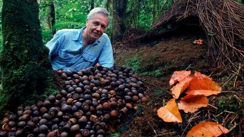 Natural World Season 31 Episode 6 - Animal House