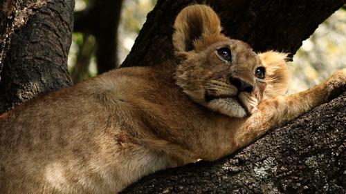 Secret Life of Predators Season 1 Episode 4 - Exposed