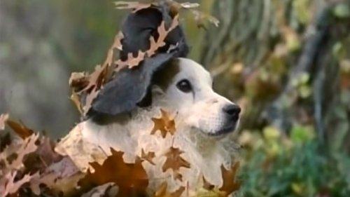 Wishbone Season 1 Episode 9 - Digging Up the Past