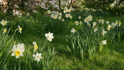 Kingdom of Plants Season 1 Episode 2 - Solving the Secrets