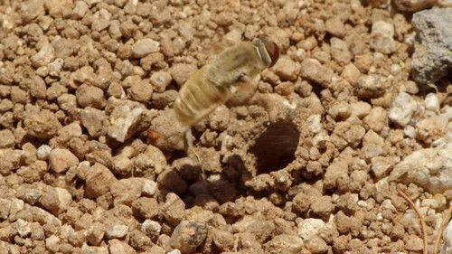 North America Season 1 Episode 5 - Outlaws and Skeletons