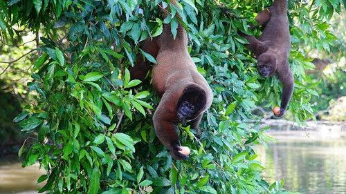 Anna und die wilden Tiere Season 1 Episode 16 - Episode 16