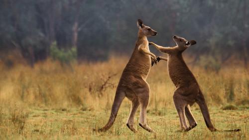 The Secret Lives of Animals Season 1 Episode 9 - Mastering Your Talent