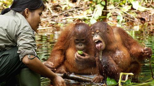 Orangutan Jungle School Season 1 Episode 8 - Tots, Teens, And Tantrums