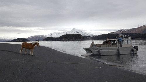 Dr. Oakley, Yukon Vet Season 10 Episode 5 - Hold Your Horses