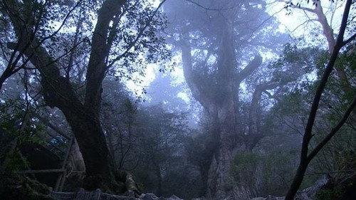 Document 72 Hours Season 6 Episode 17 - Yakushima: Island of the Mystical Tree