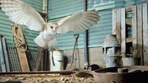 Tiny Creatures Season 1 Episode 4 - Texas