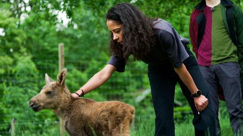 Allt för Sverige Season 12 Episode 5 - Episode 5