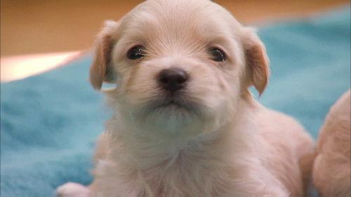 Too Cute Season 4 Episode 3 - Pint-Sized Pups and a Ferret