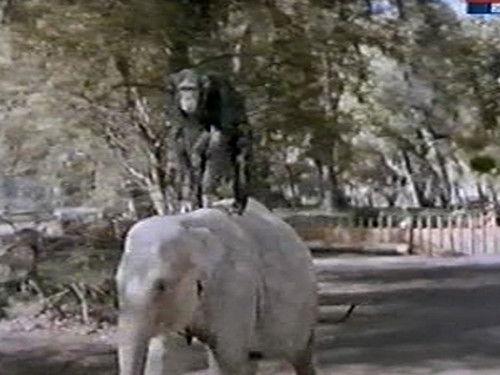 Daktari Season 2 Episode 21 - Judy and the Baby Elephant